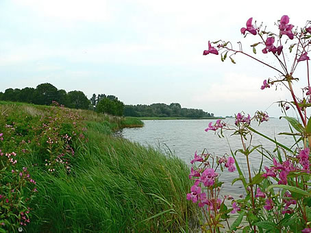 Natuur op het Hemmeland